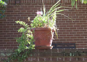 Fountain Manor Flower Container